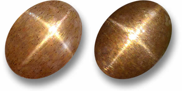 حجر الشمس النجمي السائب للبيع