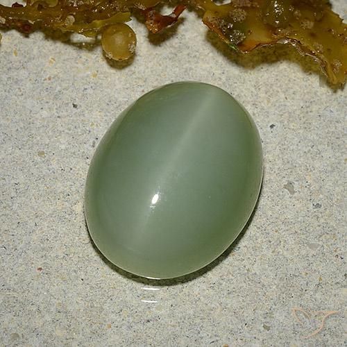 6.46ct طبيعي أخضر ترابى عين القط الأكتينوليت, بيضوي, نصف شفاف