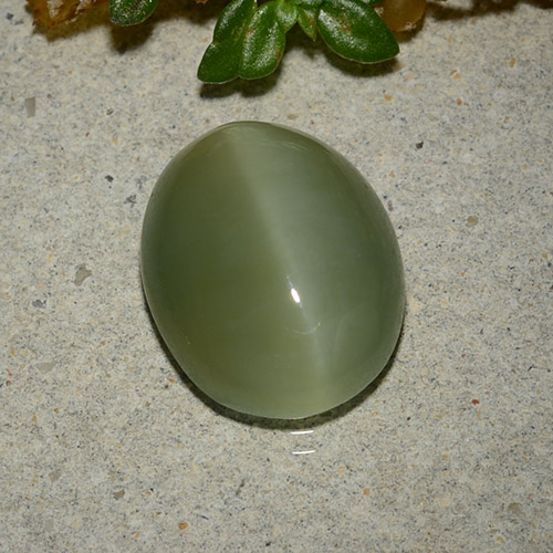 Actinolite Cat's Eye طبيعي بلون أخضر زيتونى، وزن ‎5.33‎ قيراط، شكل بيضاوى، مقاس ‎13.3x10.7‎ مم