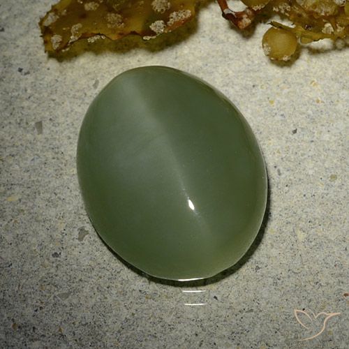 7.01ct طبيعي أخضر زيتونى عين القط أكتينوليت, بيضوي, نصف شفاف