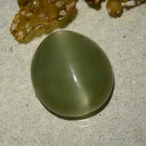 Actinolite Cat's Eye طبيعي بلون أخضر زيتونى، وزن ‎5.70‎ قيراط، شكل بيضاوى، مقاس ‎13.1x11.5‎ مم