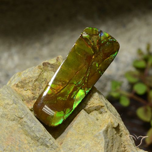 17.42ct طبيعي متعدد الألوان أموليت, فانسى, غير شفاف