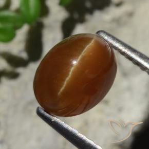 Cat's Eye Apatite طبيعي بلون بني عميق، وزن ‎2.05‎ قيراط، شكل بيضاوى، مقاس ‎7.9x6.1‎ مم