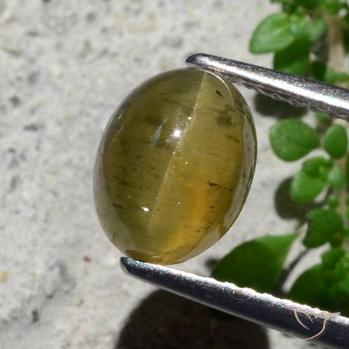 2.16ct طبيعي أصفر متوسط أباتيت عين القط, بيضوي, نصف شفاف