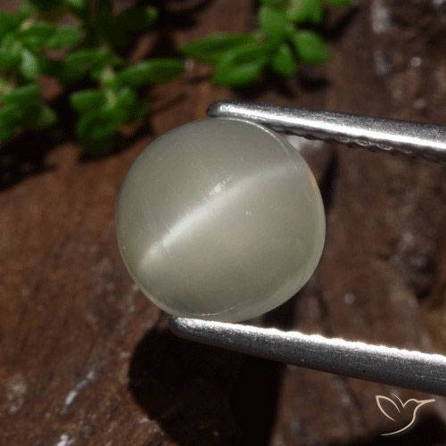 2.30ct طبيعي أصفر فاتح حجر القمر عين القط, دائري, نصف شفاف