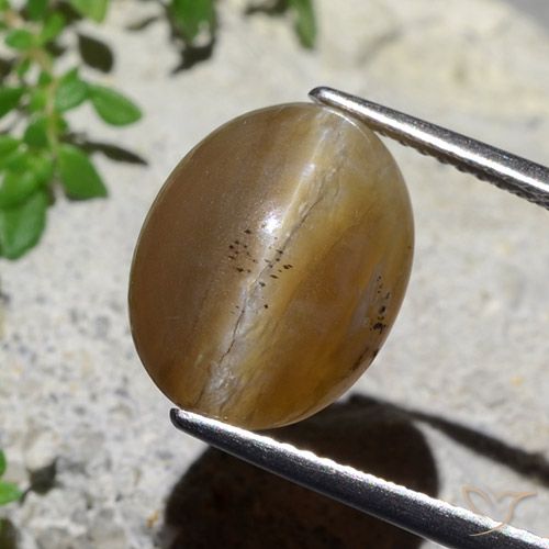 5.89ct طبيعي بنى متوسط أوبال عين القط, بيضوي, نصف شفاف