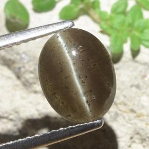 سكاتوليت عين القط بنى متوسط طبيعي، قصة بيضاوى، 2.60 قيراط، نصف شفاف