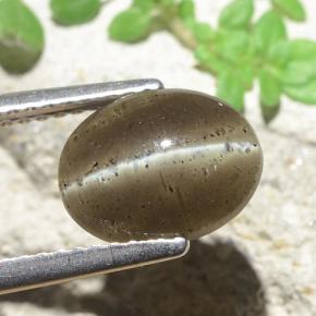 سكاتوليت عين القط بنى متوسط طبيعي، قصة بيضاوى، 2.60 قيراط، نصف شفاف