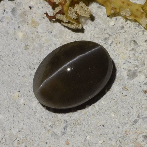 سكاتوليت عين القط أسود دافئ طبيعي، قصة بيضاوى، 1.35 قيراط، نصف شفاف