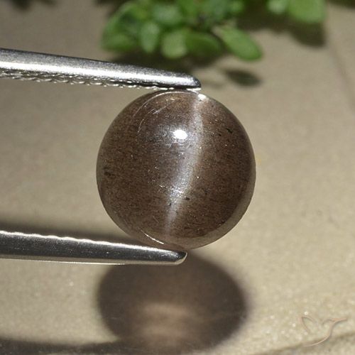 2.28ct طبيعي بنى متوسط سكاتوليت عين القط, دائري, نصف شفاف