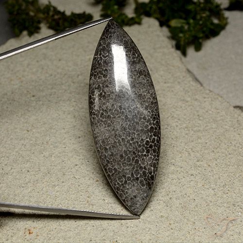 67.17ct طبيعي متعدد الألوان مرجان, ماركيز, غير شفاف