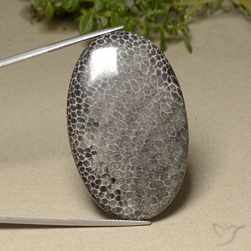 76.87ct طبيعي متعدد الألوان مرجان, بيضوي, غير شفاف, Photo A