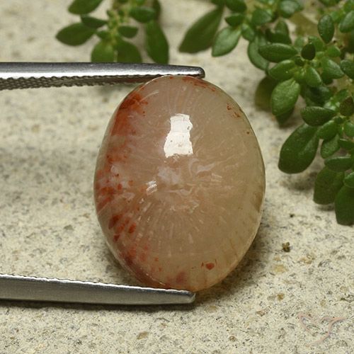 11.57ct طبيعي متعدد الألوان مرجان, بيضوي, نصف شفاف