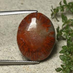 مرجان متعدد الألوان طبيعي، قصة بيضاوى، 12.59 قيراط، غير شفاف