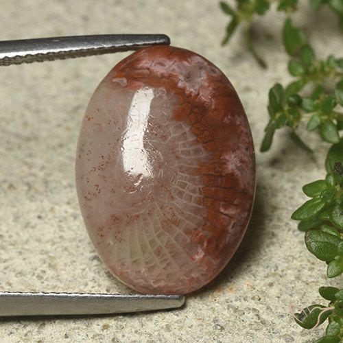 8.52ct طبيعي متعدد الألوان مرجان, بيضوي, نصف شفاف