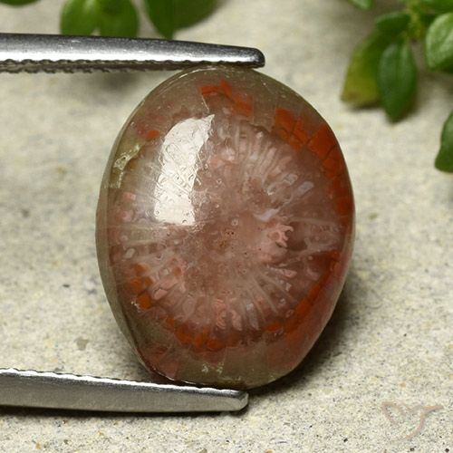 7.03ct طبيعي متعدد الألوان مرجان, بيضوي, غير شفاف, Photo A