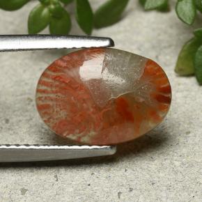 مرجان متعدد الألوان طبيعي، قصة بيضاوى، 2.54 قيراط، نصف شفاف