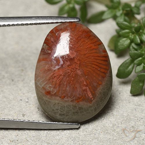 8.92ct طبيعي متعدد الألوان مرجان, فانسى, غير شفاف