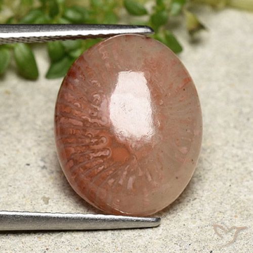 6.97ct طبيعي متعدد الألوان مرجان, بيضوي, نصف شفاف