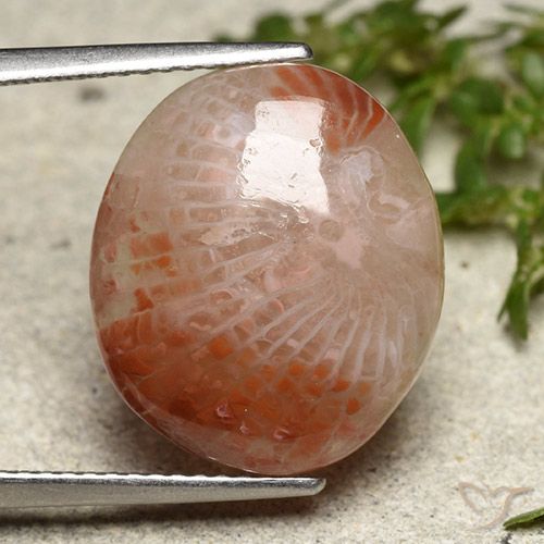 7.31ct طبيعي متعدد الألوان مرجان, بيضوي, نصف شفاف