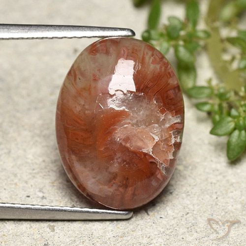 5.98ct طبيعي متعدد الألوان مرجان, بيضوي, نصف شفاف