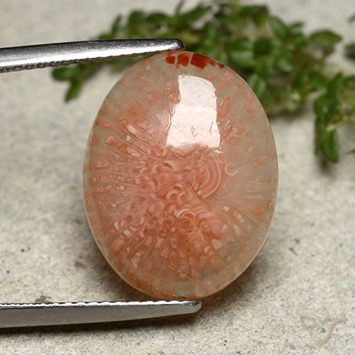 8.03ct طبيعي متعدد الألوان مرجان, بيضوي, نصف شفاف
