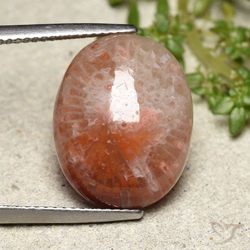 10.15ct طبيعي متعدد الألوان مرجان, بيضوي, نصف شفاف
