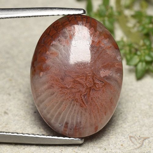 11.71ct طبيعي متعدد الألوان مرجان, بيضوي, نصف شفاف, Photo A