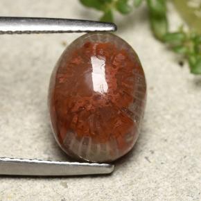 مرجان متعدد الألوان طبيعي، قصة بيضاوى، 4.83 قيراط، غير شفاف