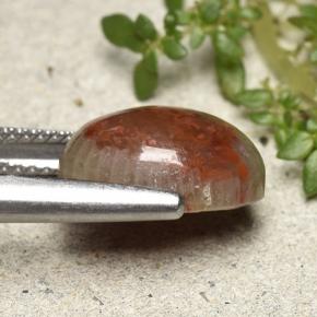 مرجان متعدد الألوان طبيعي، قصة بيضاوى، 4.83 قيراط، غير شفاف