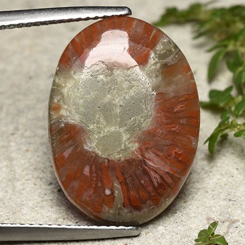 8.01ct طبيعي متعدد الألوان مرجان, بيضوي, نصف شفاف