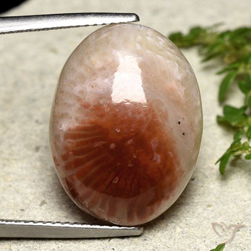 14.47ct طبيعي متعدد الألوان مرجان, بيضوي, نصف شفاف