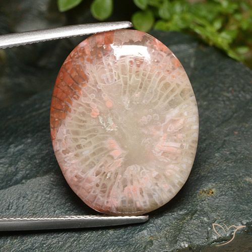 15.21ct طبيعي متعدد الألوان مرجان, بيضوي, نصف شفاف