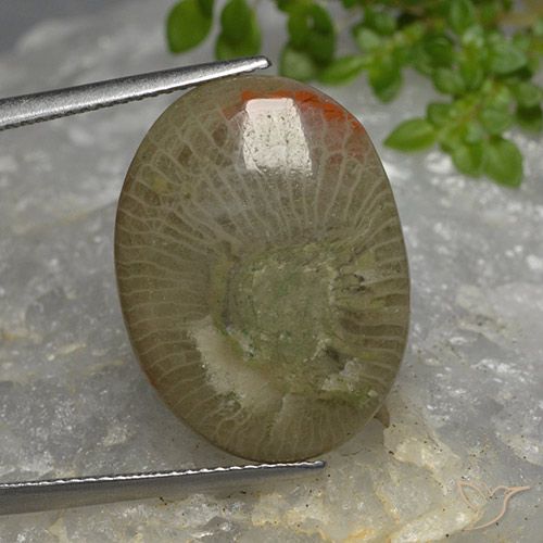 10.46ct طبيعي متعدد الألوان مرجان, بيضوي, نصف شفاف