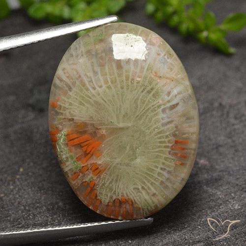 15.10ct طبيعي متعدد الألوان مرجان, بيضوي, نصف شفاف, Photo A