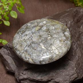 مرجان متعدد الألوان طبيعي، قصة دائرى، 42.64 قيراط، غير شفاف