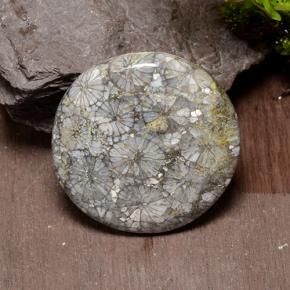 مرجان متعدد الألوان طبيعي، قصة دائرى، 42.64 قيراط، غير شفاف