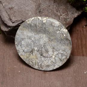 مرجان متعدد الألوان طبيعي، قصة دائرى، 42.64 قيراط، غير شفاف