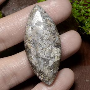 مرجان متعدد الألوان طبيعي، ماركيز، 36.99 قيراط، غير شفاف