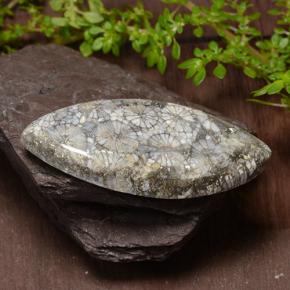 مرجان متعدد الألوان طبيعي، ماركيز، 36.99 قيراط، غير شفاف