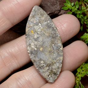 مرجان متعدد الألوان طبيعي، ماركيز، 36.99 قيراط، غير شفاف