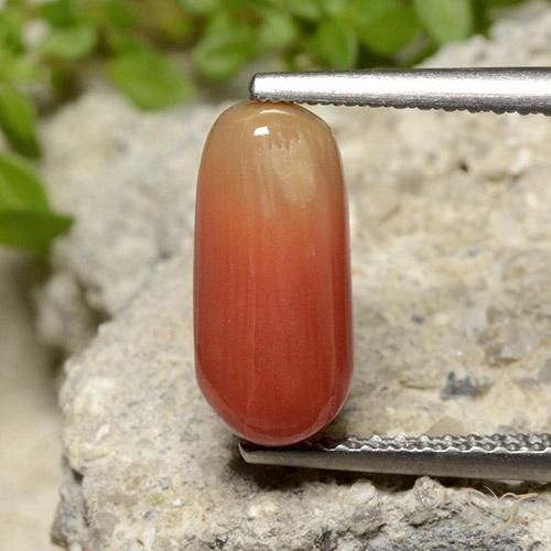 2.78ct طبيعي برتقالى نارى مرجان, بيضوي, غير شفاف