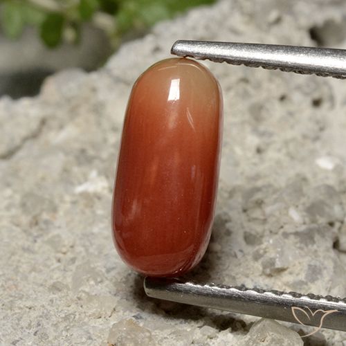 1.69ct طبيعي أحمر متوسط مرجان, بيضوي, غير شفاف