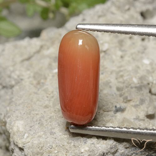 2.36ct طبيعي برتقالى نارى مرجان, بيضوي, غير شفاف
