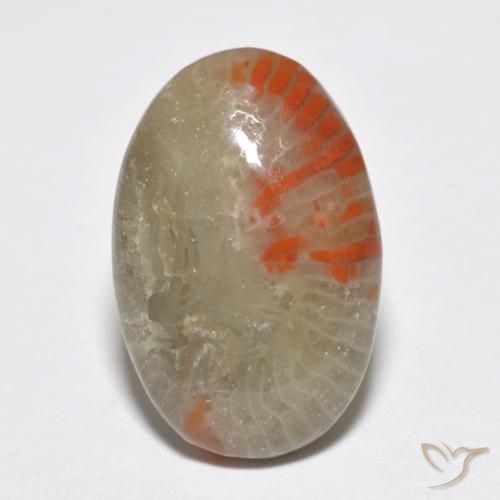 6.51ct طبيعي متعدد الألوان مرجان, بيضوي, نصف شفاف