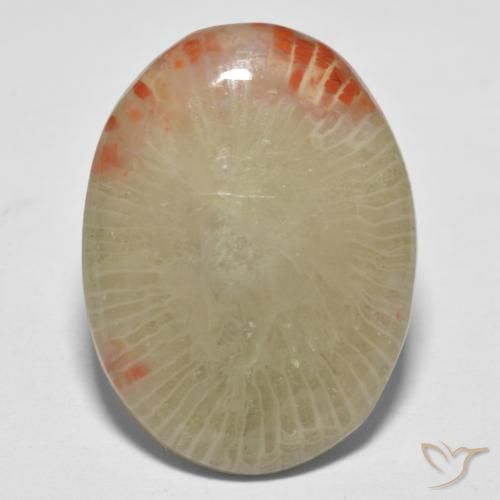 13.10ct طبيعي متعدد الألوان مرجان, بيضوي, نصف شفاف