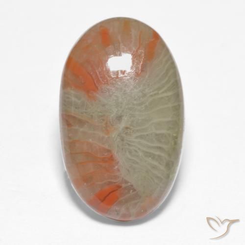 5.68ct طبيعي متعدد الألوان مرجان, بيضوي, نصف شفاف