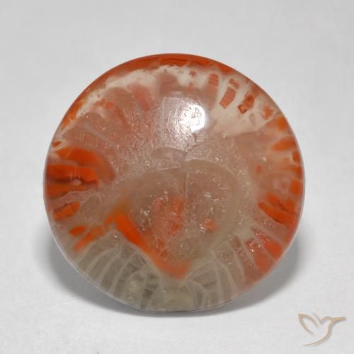 5.76ct طبيعي متعدد الألوان مرجان, دائري, نصف شفاف