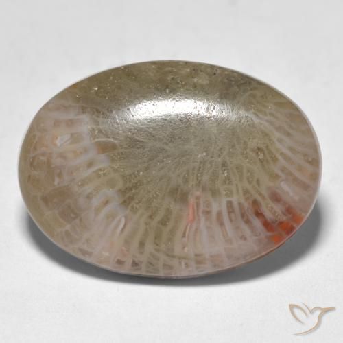 12.89ct طبيعي متعدد الألوان مرجان, بيضوي, نصف شفاف