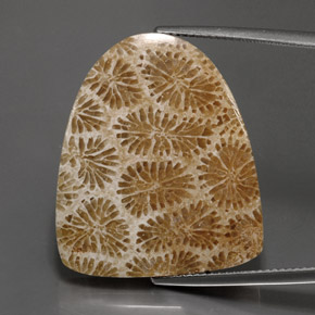 مرجان حجرى متعدد الألوان طبيعي، شكل خيالي، 25.71 قيراط، غير شفاف